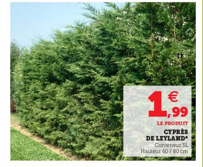 cyprès de leyland