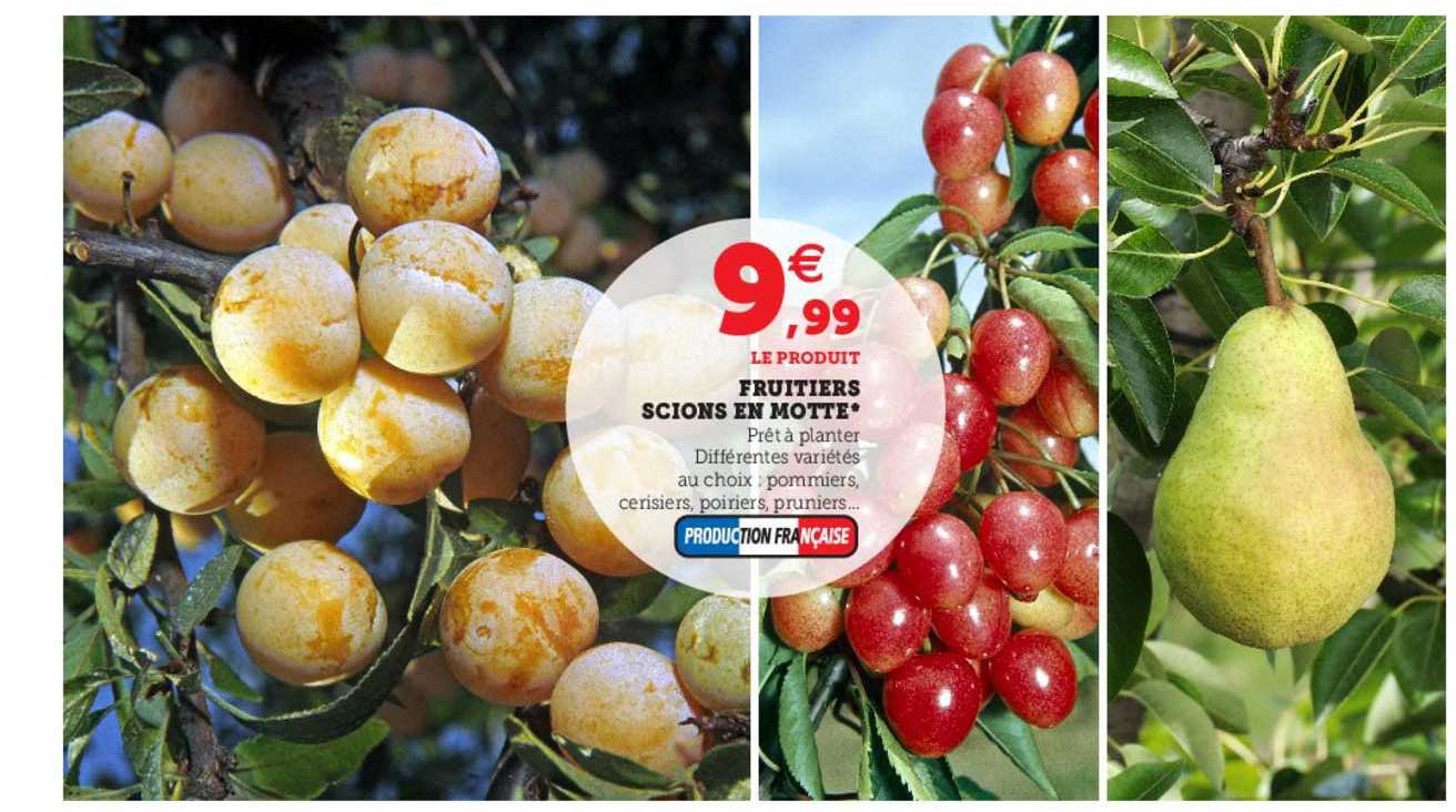 Fruitiers Scion En Motte