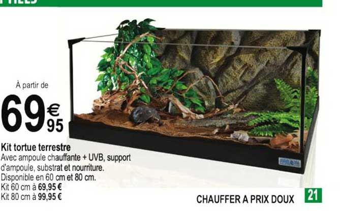 kit tortue terrestre