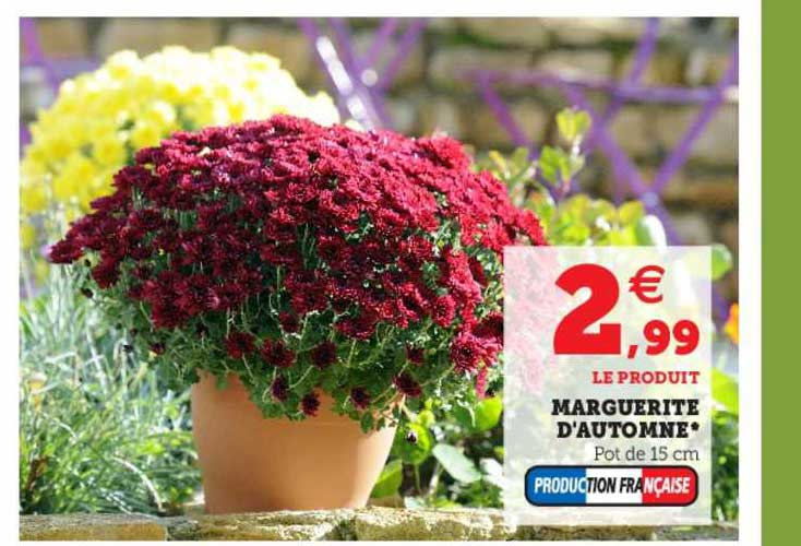 marguerite d'automne