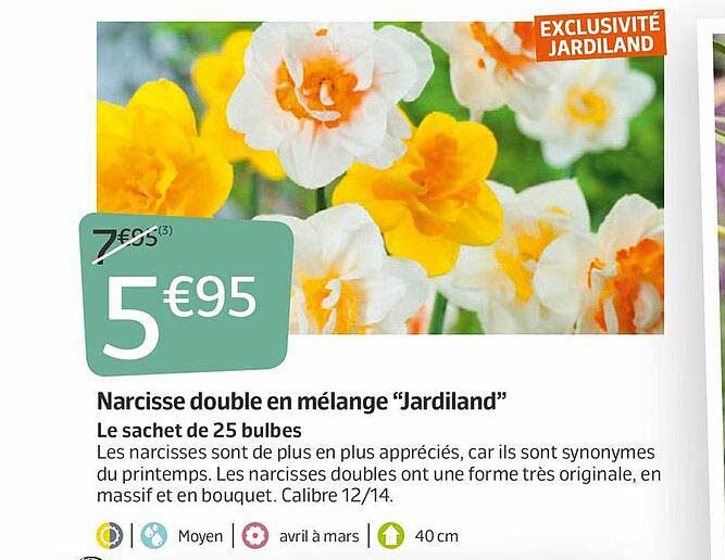 Narcisse Double En Mélange "jardiland"