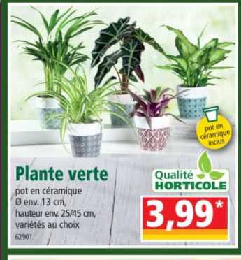 Plante Verte