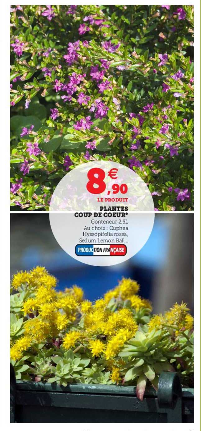 plantes coup de cœur