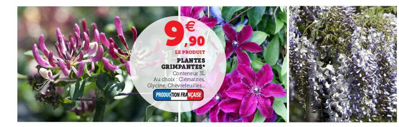 plantes grimpantes