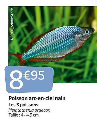 poisson arc-en-ciel nain