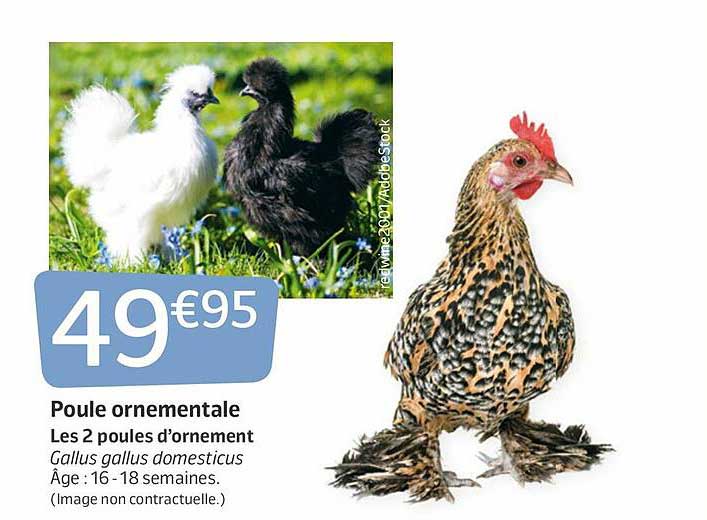 Poule Ornementale