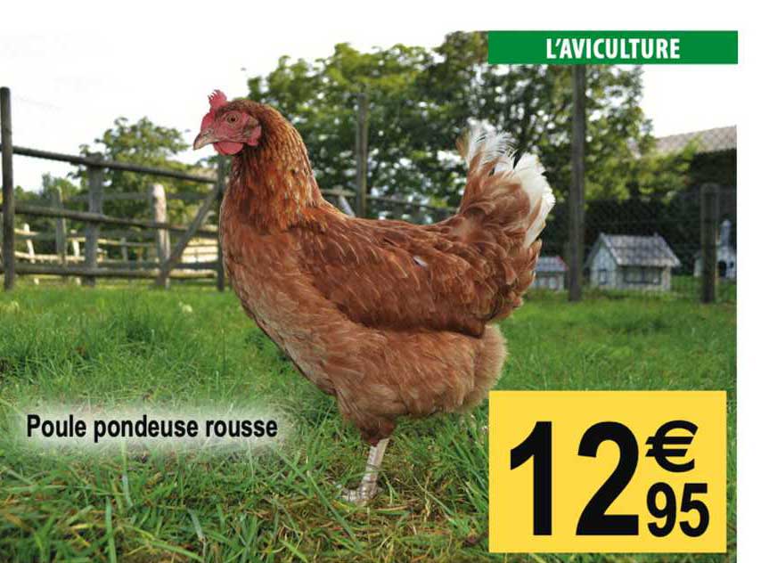 poule pondeuse rousse