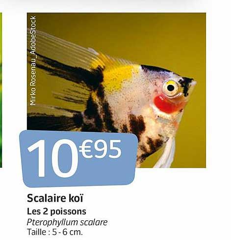 scalaire koï