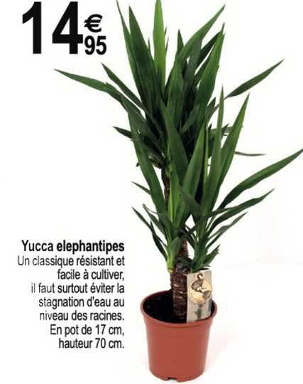 Yucca Elephantipes
