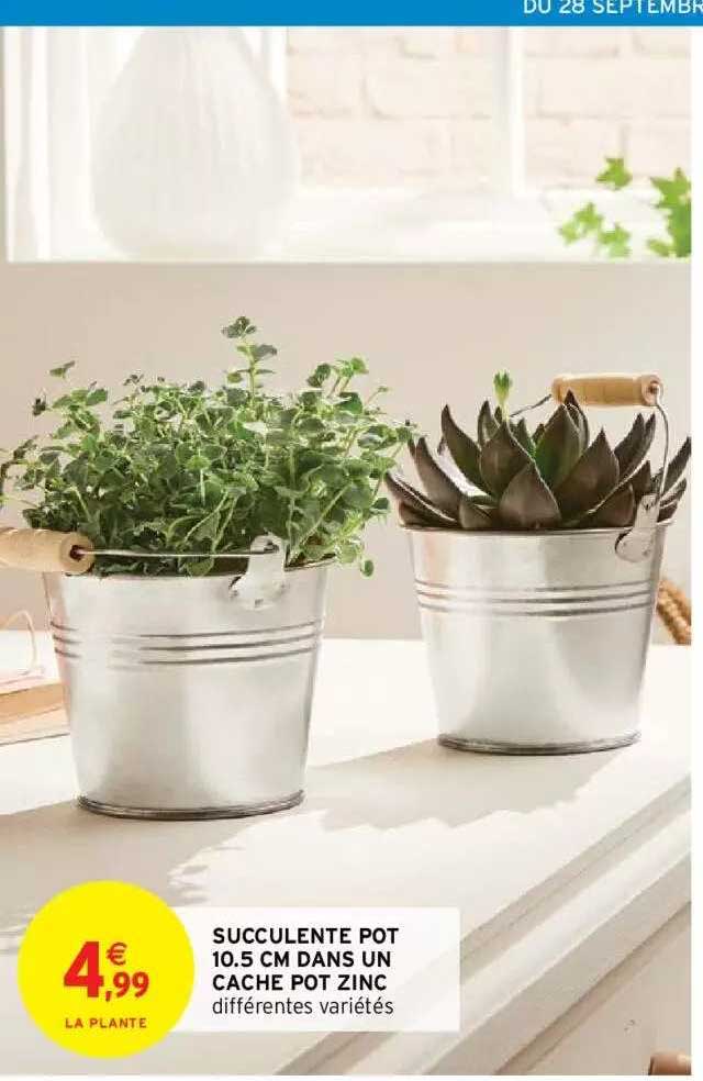 succulente pot 10.5 cm dans un cache pot zinc