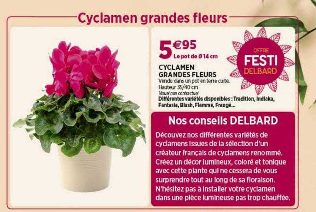 cyclamen grandes fleurs