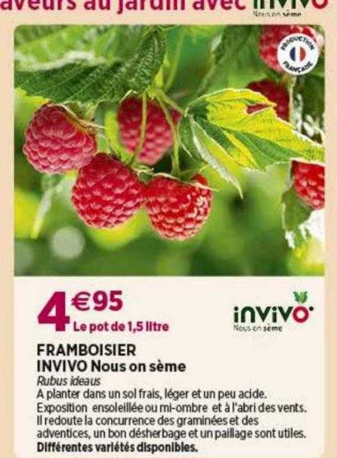 framboisier invivo nous on sème