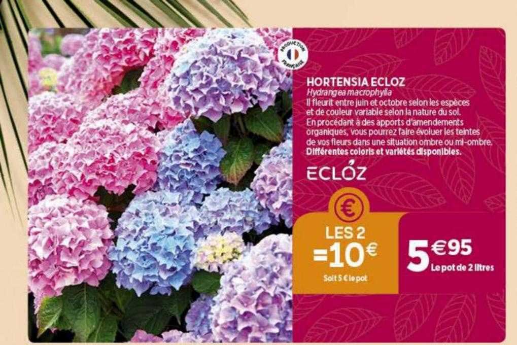 Hortensia Ecloz