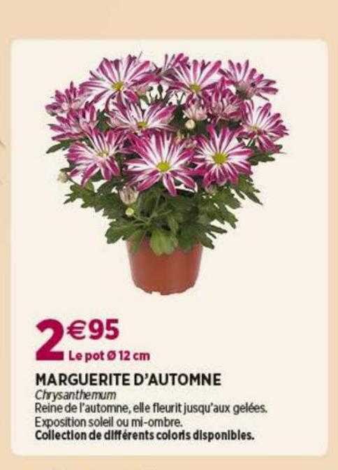 marguerite d'automne