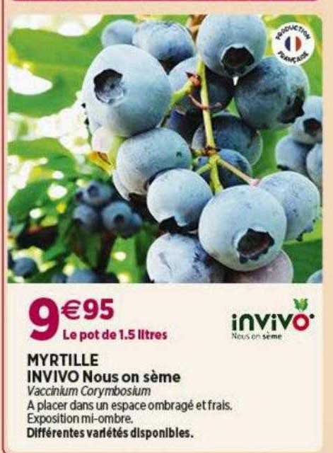 myrtille invivo nous on sème