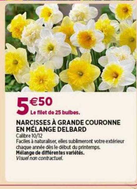 narcisses à grande couronne en mélange delbard