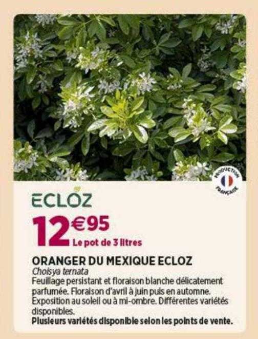 oranger du mexique ecloz