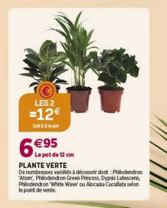 Plante Verte