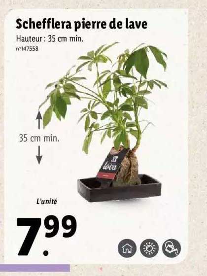 shefflera pierre de lave