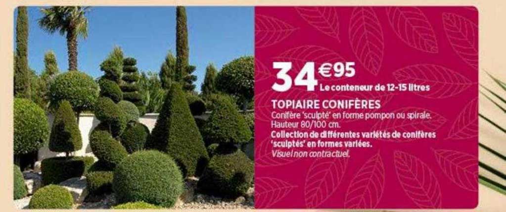 Topiaire Conifères
