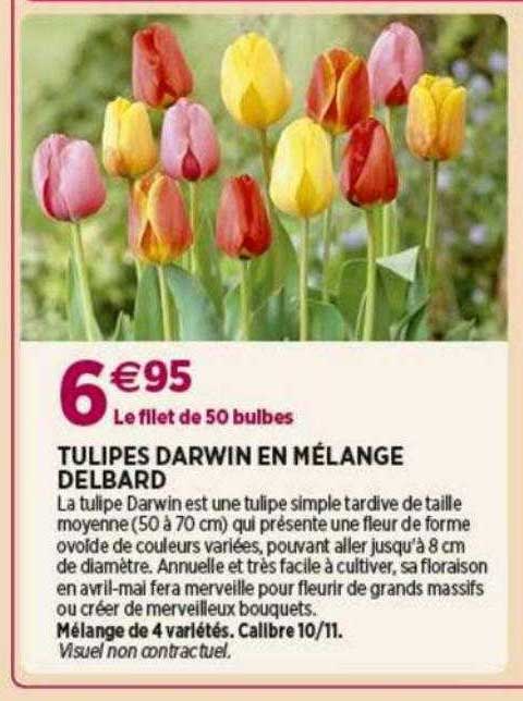 tulipes darwin en mélange delbard