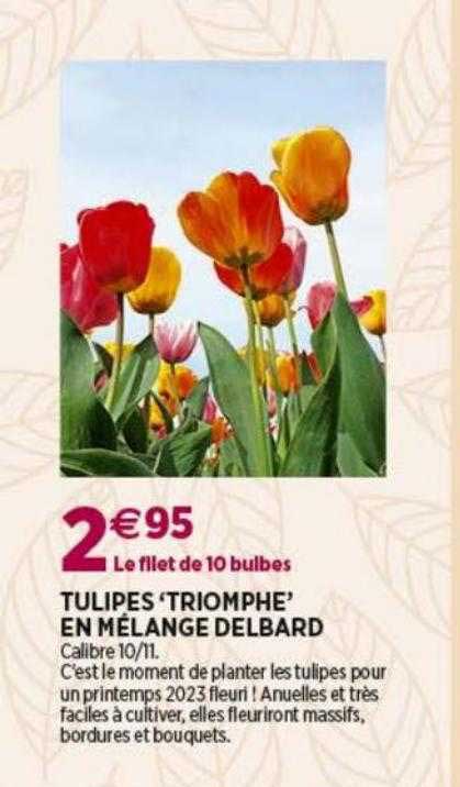 tulipes triomphe en mélange delbard