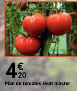 plan de tomates heat master