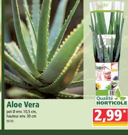 Aloe Vera Qualité Horticole