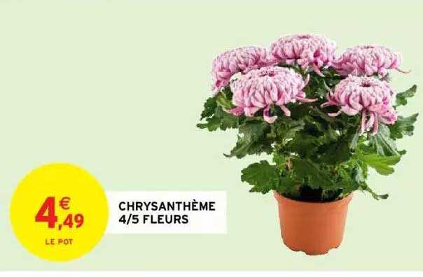 Chrysanthème 4-5 Fleurs