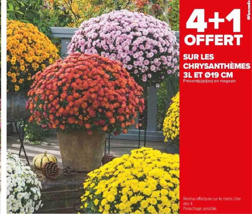 chrysanthèmes 3l et ø19 cm