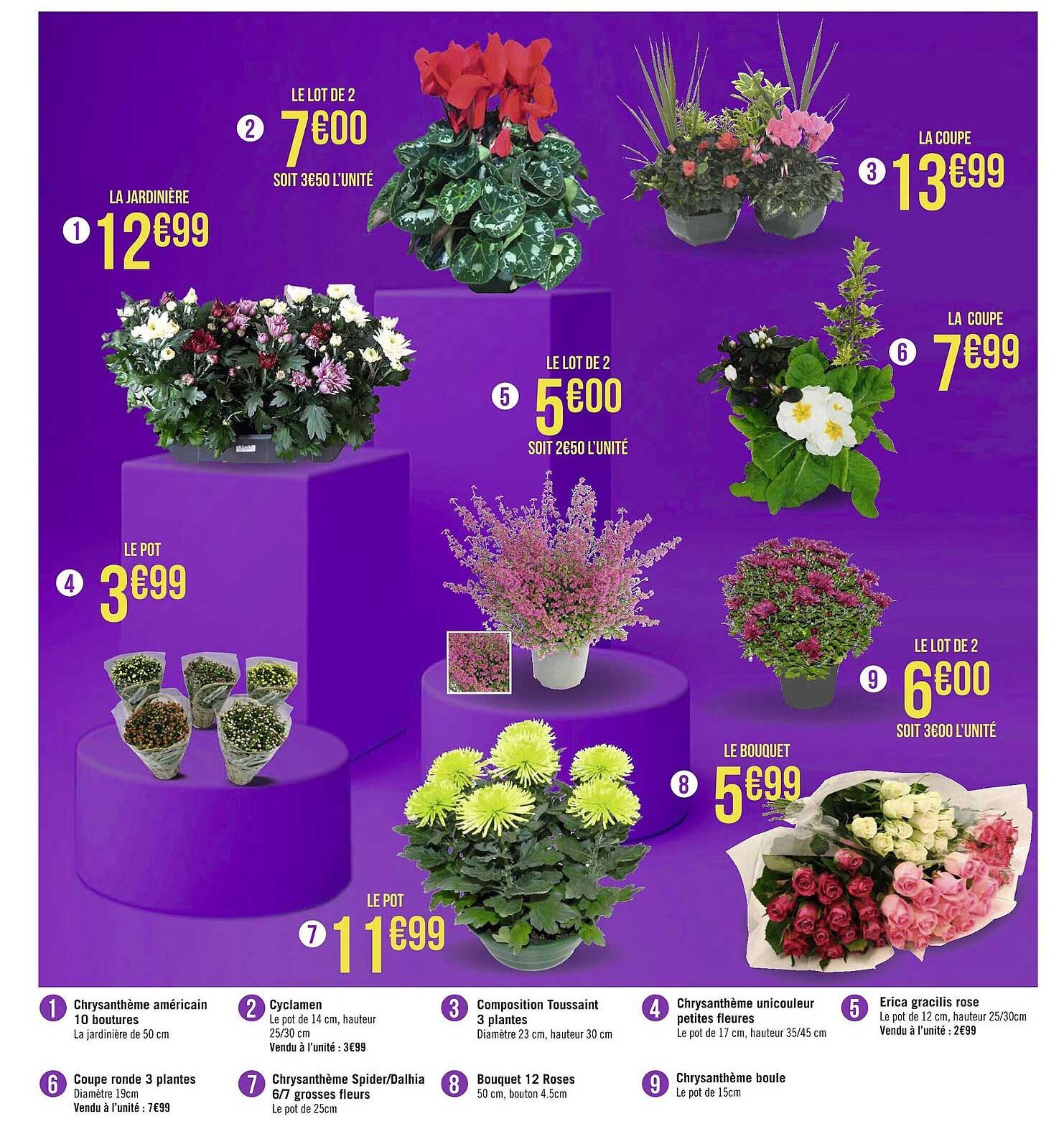 chrysanthème américain 10 boutures, cyclamen, composition toussaint 3 plantes, chrysanthème unicouleur petites fleurs, erica gracilis rose, coupe ronde 3 plantes, chrysanthème spider-dalhia 6-7