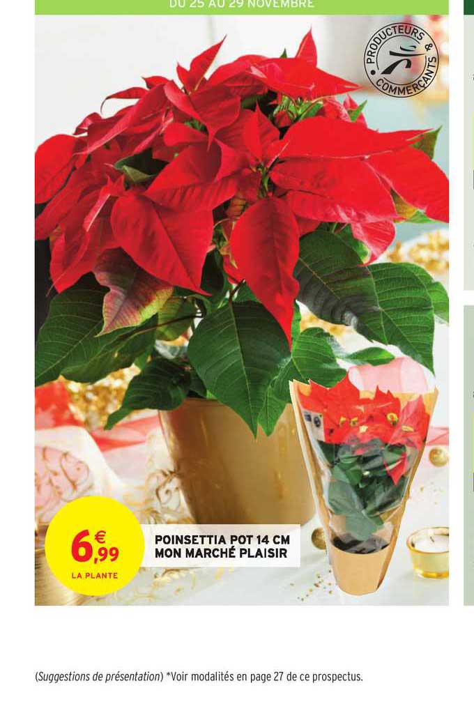 poinsettia pot 14 cm mon marché plaisir