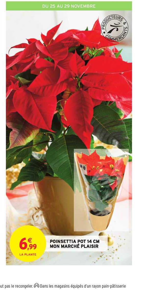 poinsettia pot 14 cm mon marché plaisir