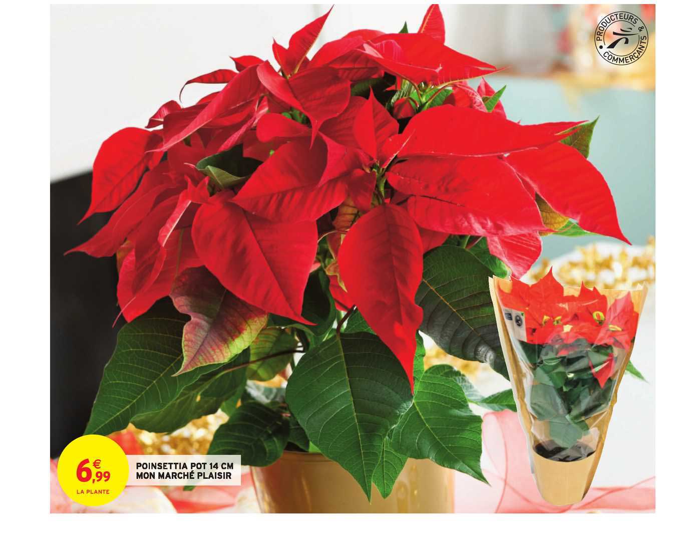 poinsettia pot 14 cm mon marché plaisir