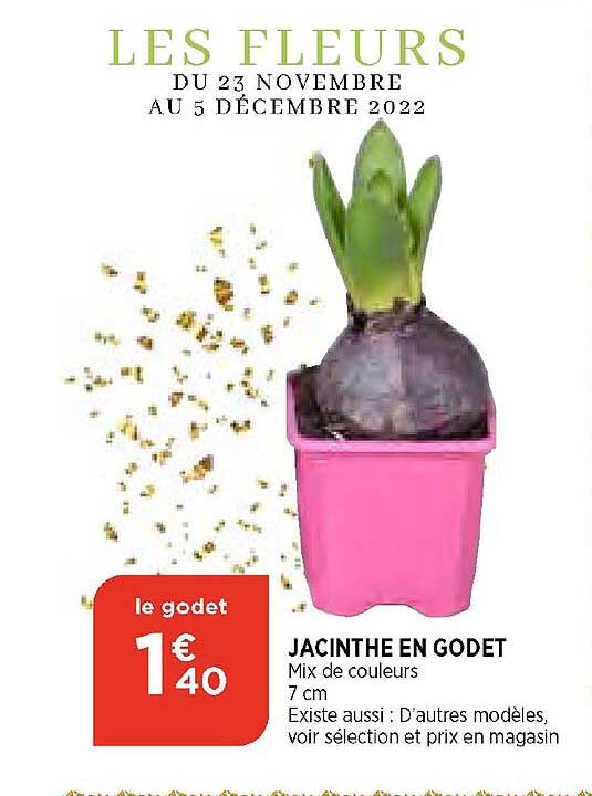 jacinthe en godet