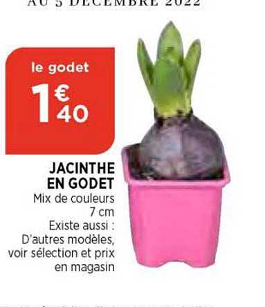 jacinthe en godet