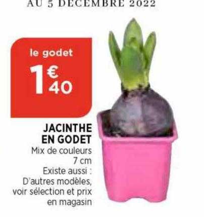 jacinthe en godet