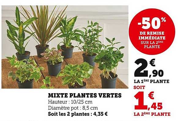 Mixte Plantes Vertes