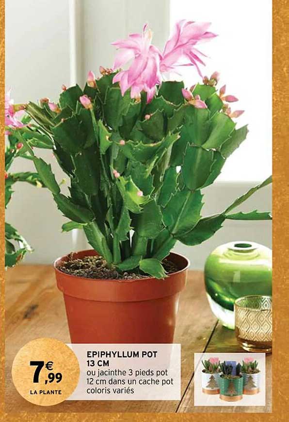 Epiphyllum Pot 13 Cm