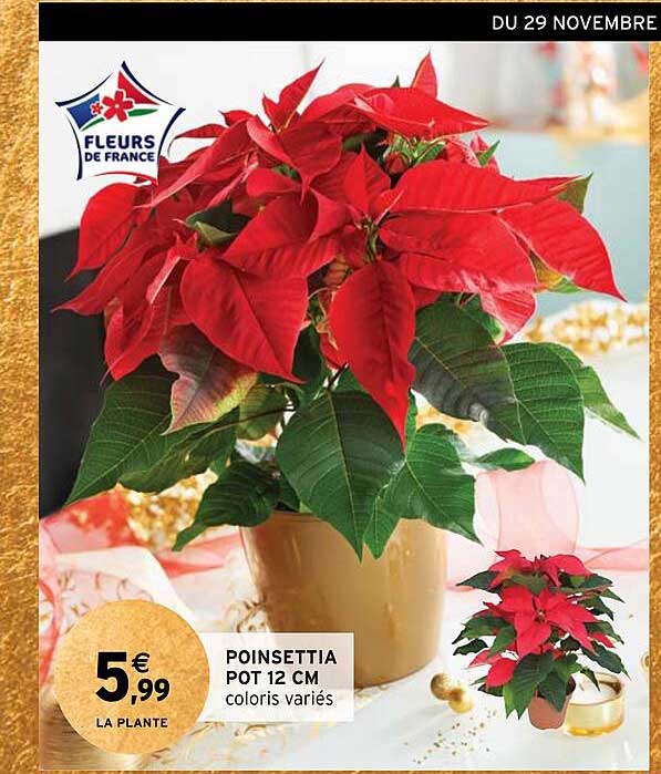 poinsettia pot 12 cm