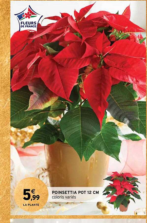 poinsettia pot 12 cm