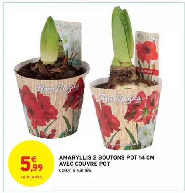 amaryllis 2 boutons pot 14 cm avec couvre pot