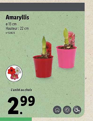 amaryllis