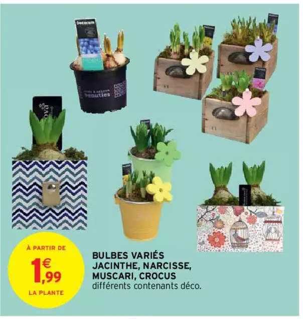 bulbes variés jacinthe, narcisse, muscari, crocus