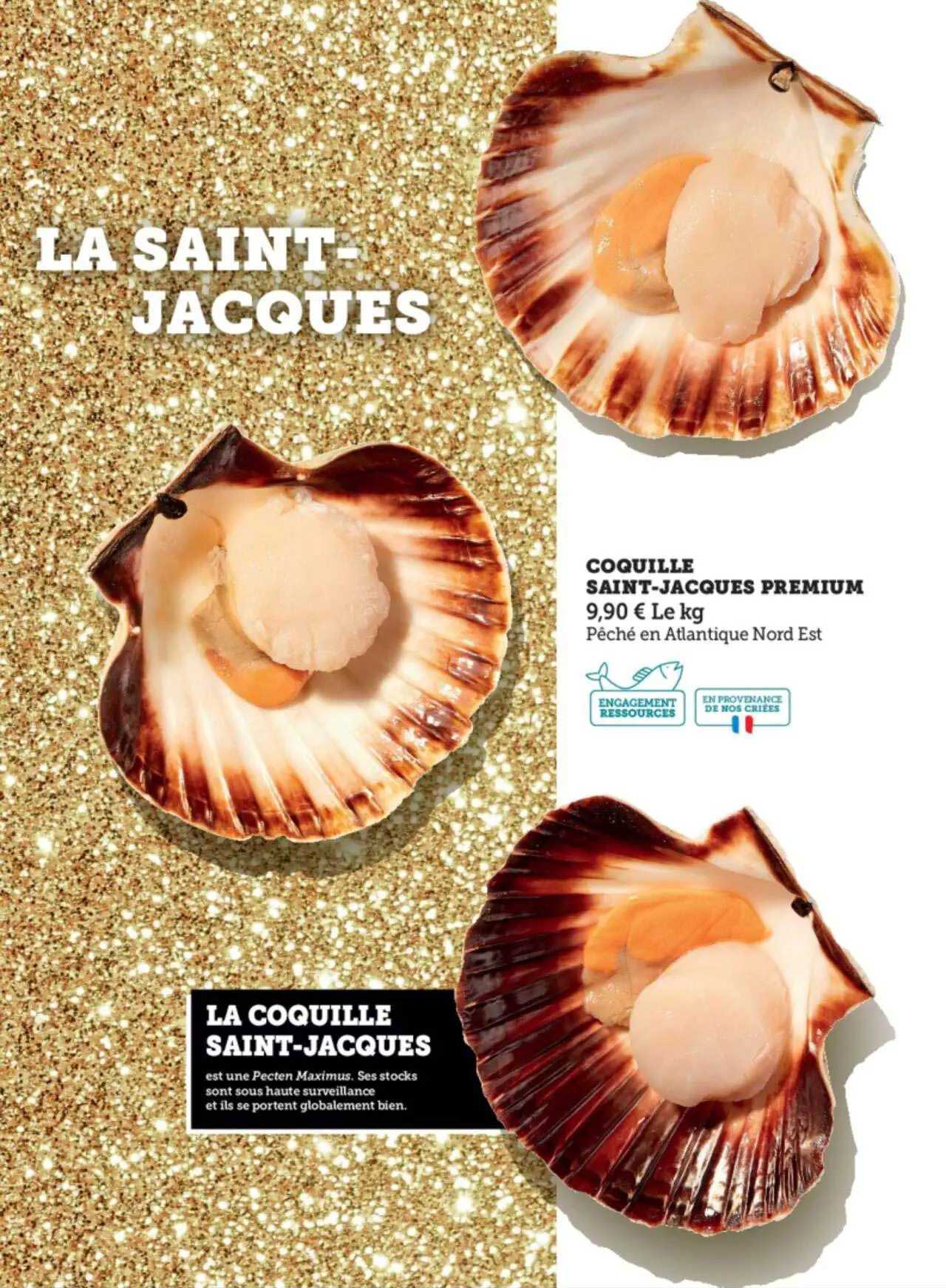 coquille saint-jacques premium