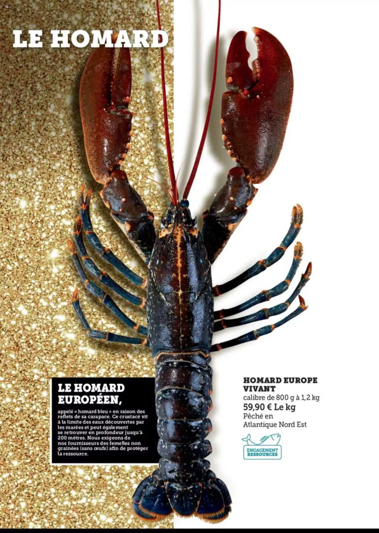 homard europe vivant
