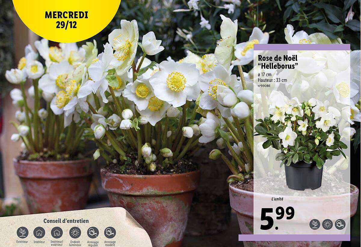 rose de nöel "helleborus"