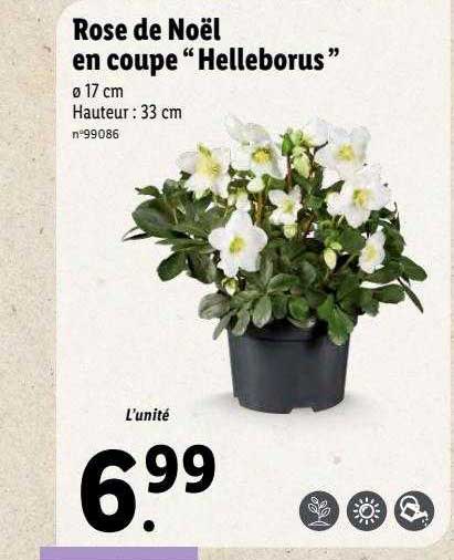 rose de noël en coupe "helleborus"