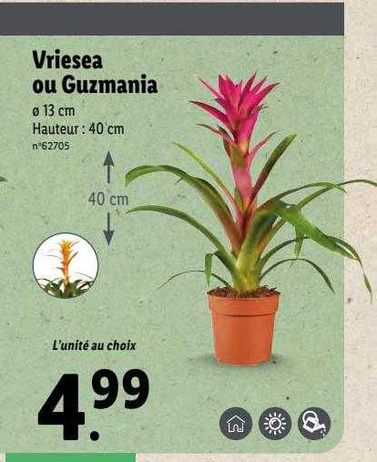 Vriesea Ou Guzmania