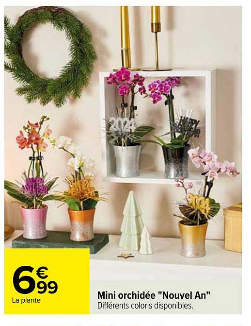 mini orchidée "nouvel an"